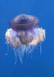 Cauliflower jelly fish. D200, 20mm. by Derek Haslam 